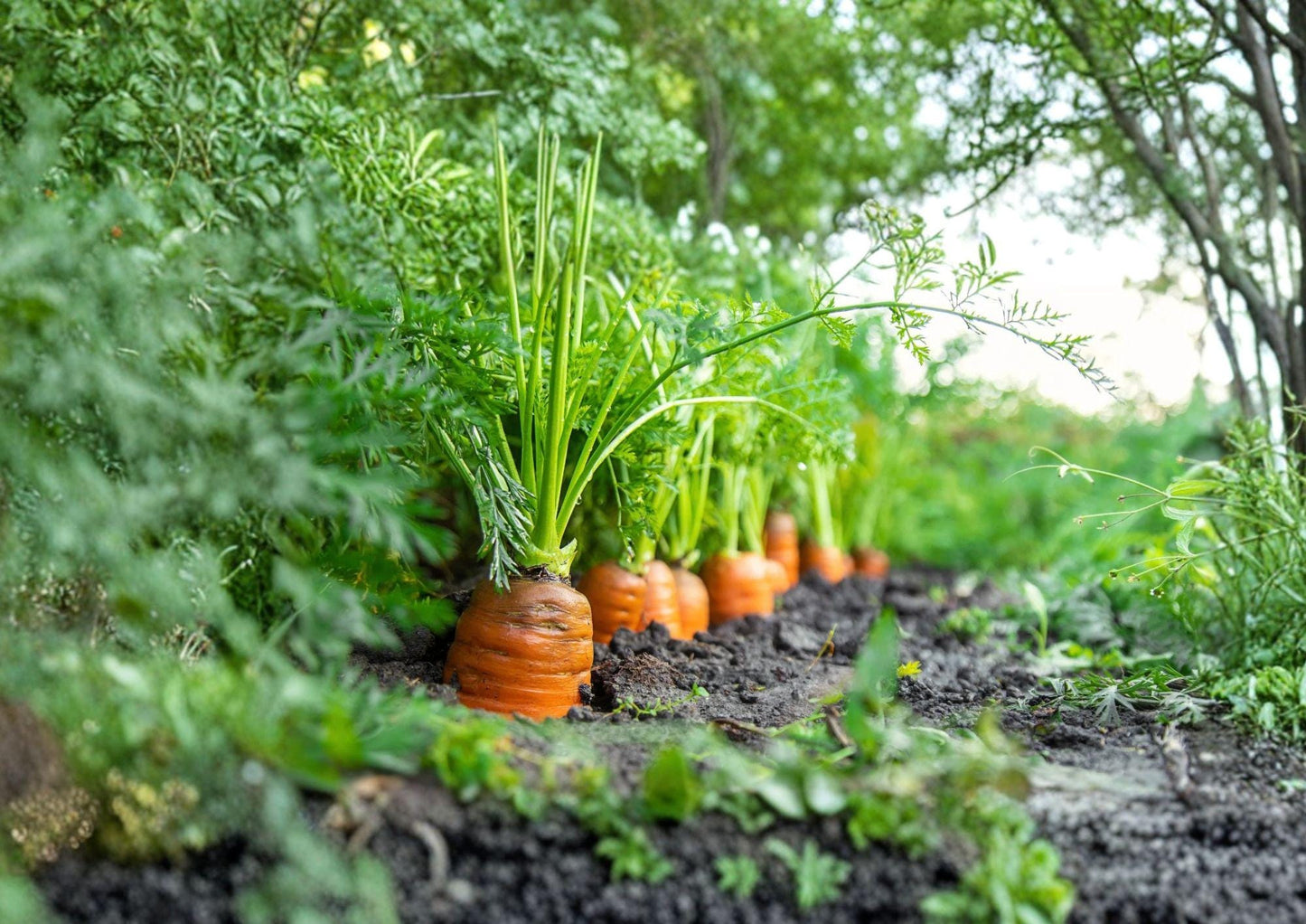 Chantenay Red Cored Carrot Seeds - Heirloom Vegetable Seeds, High Yield, 500 Seeds - Daucus carota