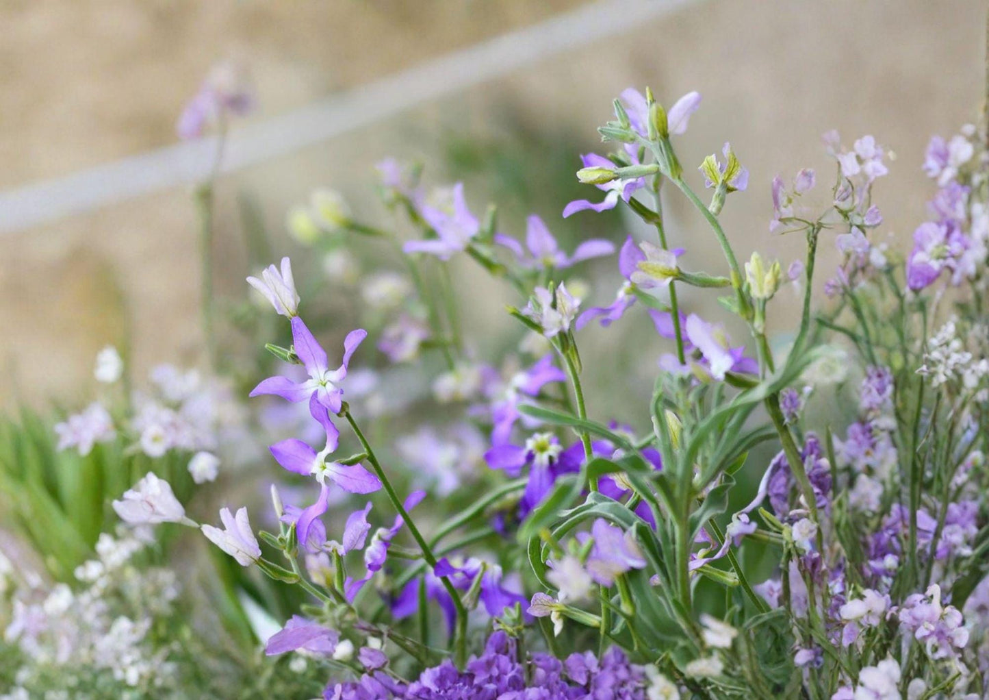 Evening Scented Stock Seeds - Fragrant Night Blooming Annual Flower - Matthiola longipetala - 100 Seeds