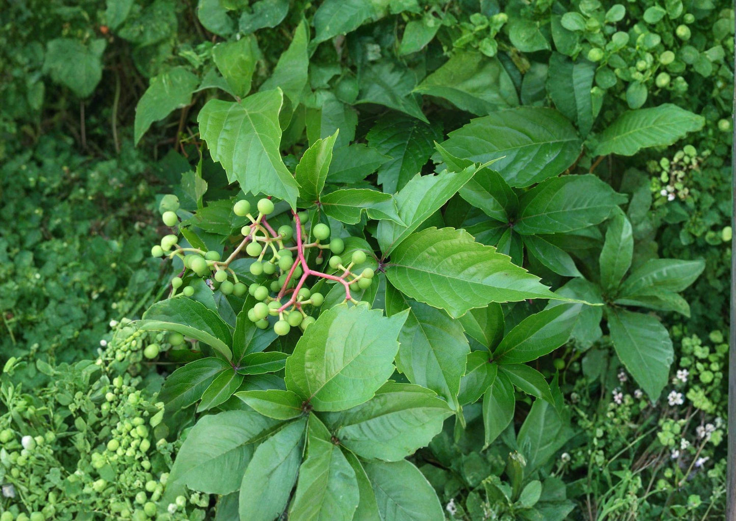 Virginia Creeper Seeds – 10 Seeds – Fast Growing Native Vine, Red Fall Foliage – Parthenocissus quinquefolia