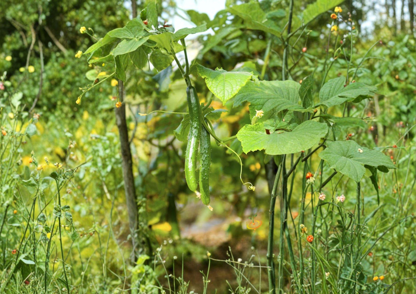 Chinese Snake Cucumber Seeds - Long Crisp Asian Heirloom - Easy to Grow - Cucumis sativus
