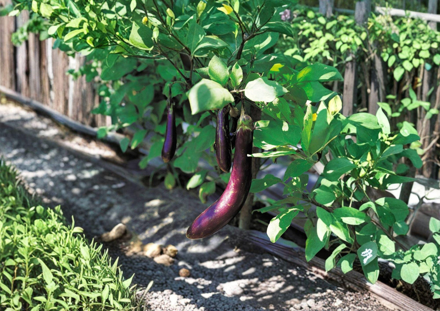 Long Purple Eggplant Seeds - Heirloom Slender Violet Vegetable - Solanum melongena - 100 Seeds