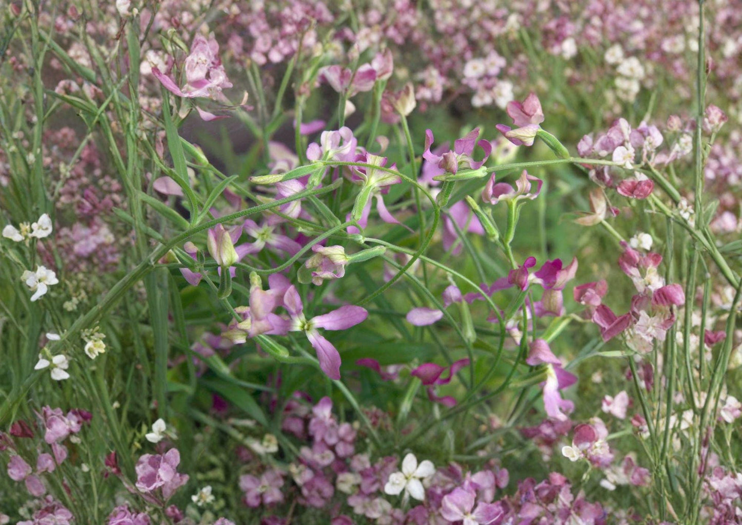 Evening Scented Stock Seeds - Night Blooming Fragrant Flower - Matthiola Longipetala - Garden Plant Seeds