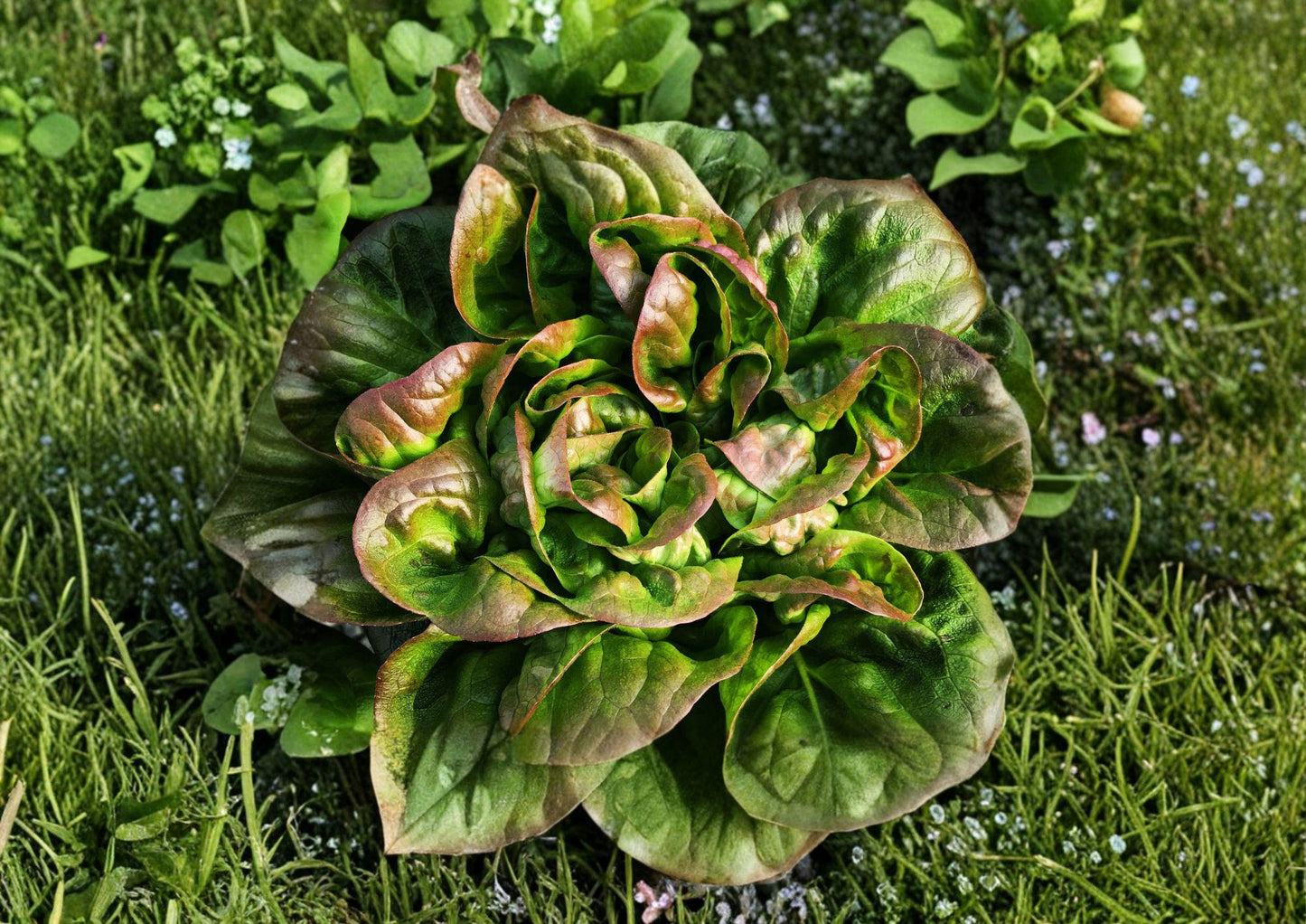 Bronze Mignonette Lettuce Seeds - Heirloom Red Bibb Butterhead Vegetable - 1000 Seeds - Fast Growing, Organic Gardening