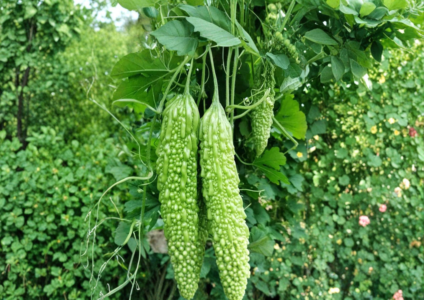 Dark Jade Hybrid Bitter Melon Seeds – 5 Climbing Vine Vegetable Seeds – Momordica charantia – Easy to Grow