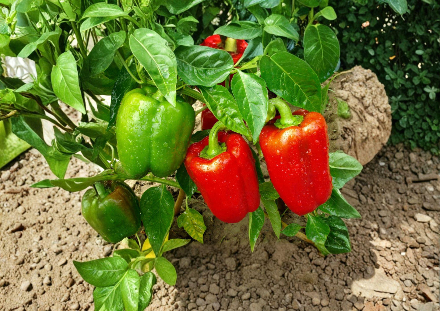 Yolo Wonder Bell Pepper Seeds - Heirloom Vegetable, Large Blocky, Warm Season, 25 Seeds, Capsicum annuum