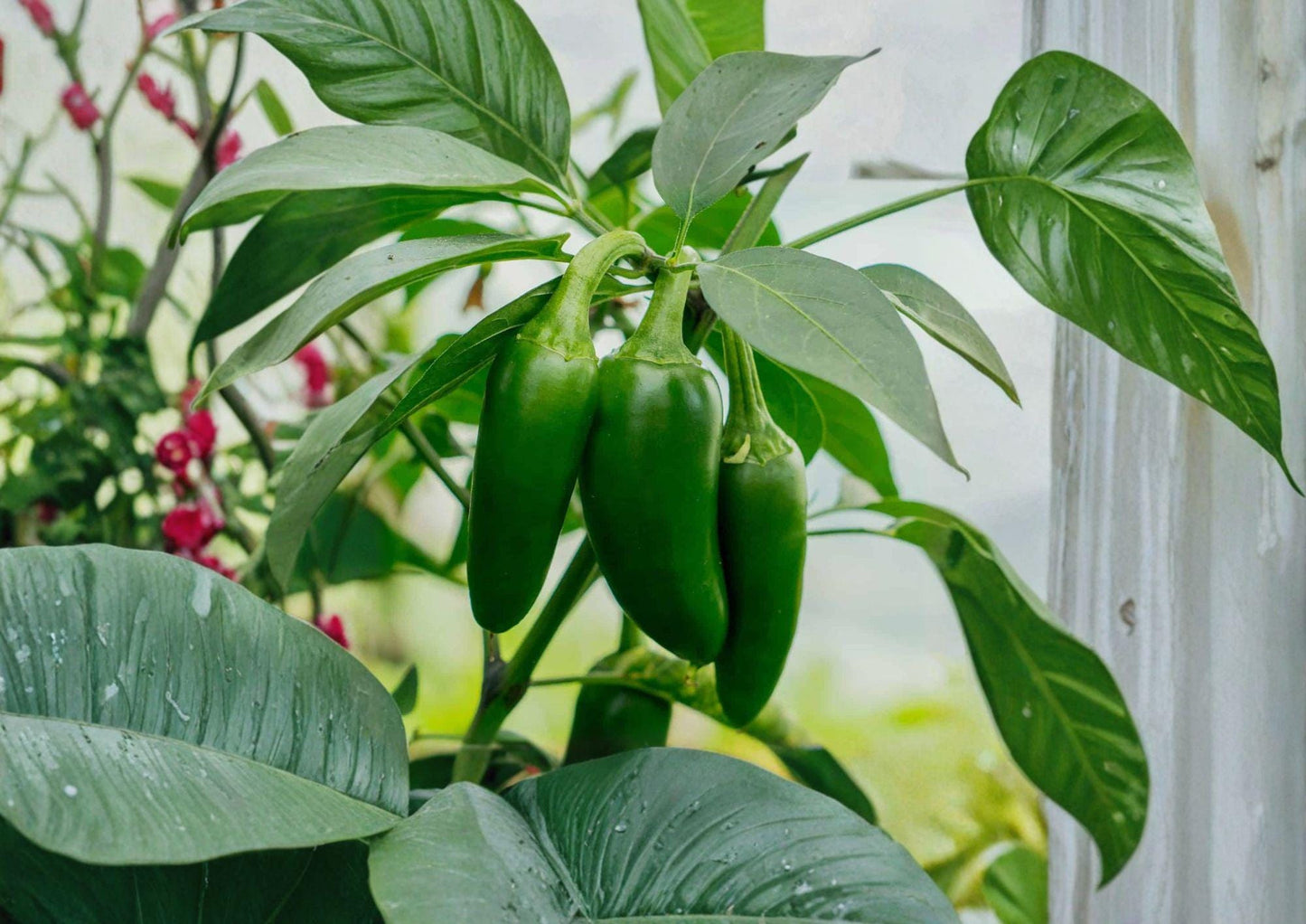 Early Jalapeno Seeds - 25 Heirloom Chili Vegetable Seeds, Fast Growing Garden Plant - Capsicum annuum