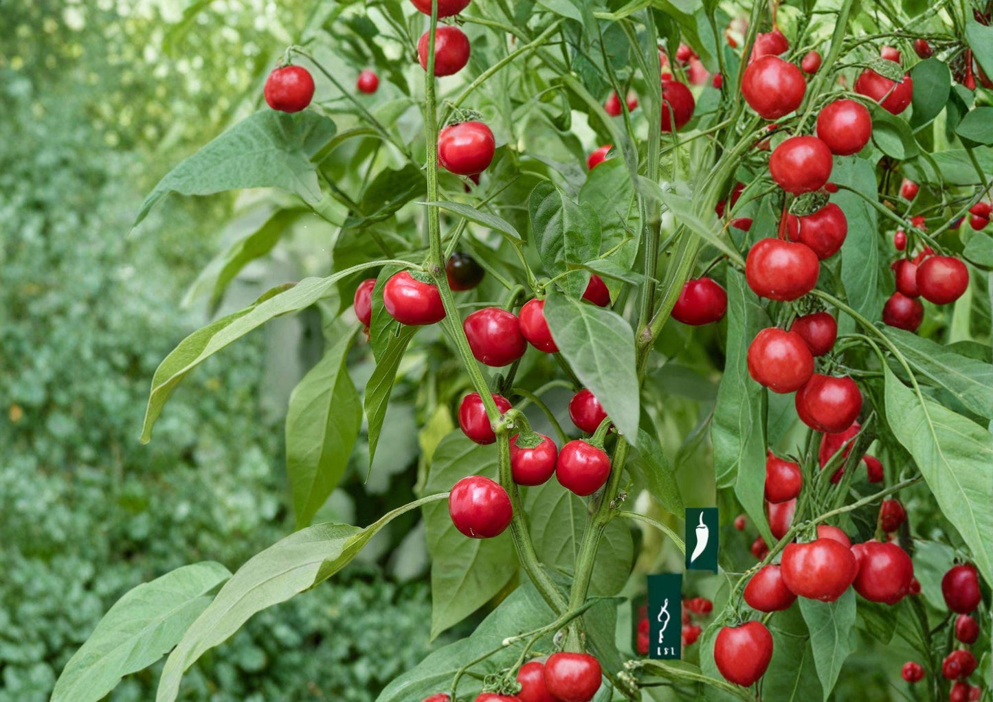 Large Cherry Hot Pepper Seeds - 25 Heirloom Chili Seeds for Spicy Red Peppers - Capsicum annuum