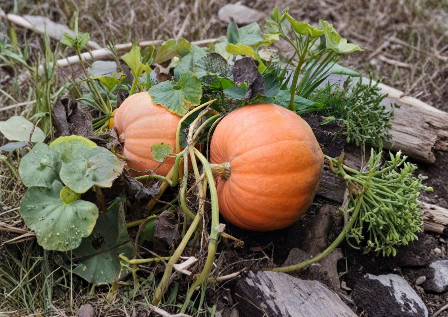 Small Sugar Pumpkin Seeds – Heirloom Pie Pumpkin for Baking – Cucurbita pepo – Fall Garden Harvest