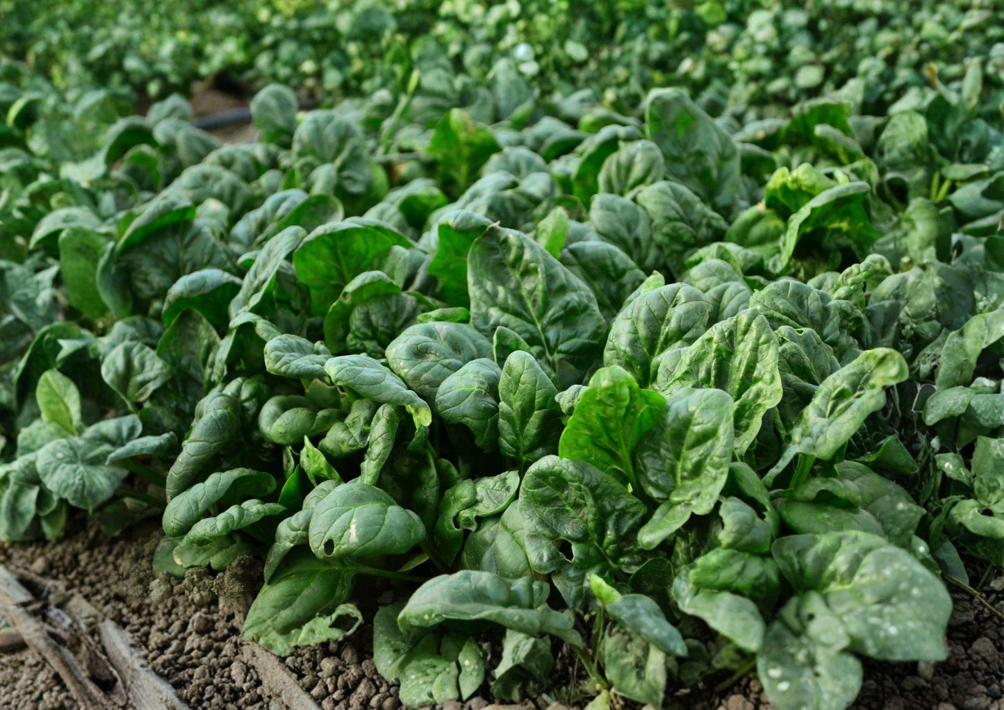 Bloomsdale Spinach Seeds - Heirloom Leafy Greens (100 Seeds) - Spinacia oleracea - Perfect for Seasonal Gardens