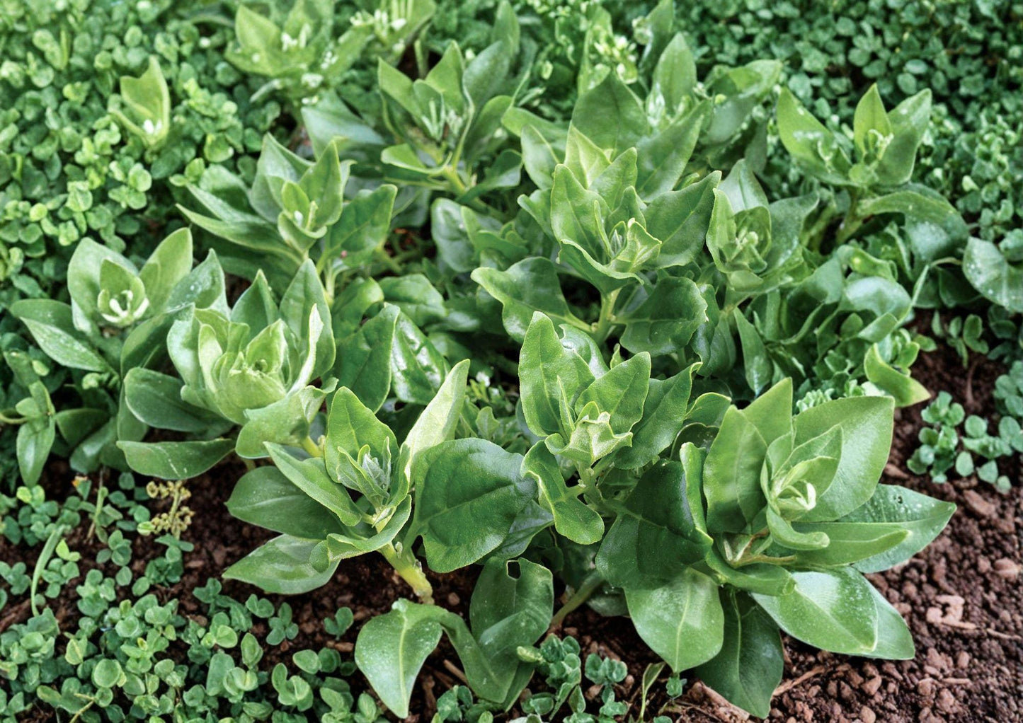 New Zealand Spinach Seeds - 100 Heirloom Seeds, Heat Tolerant Summer Greens - Tetragonia expansa
