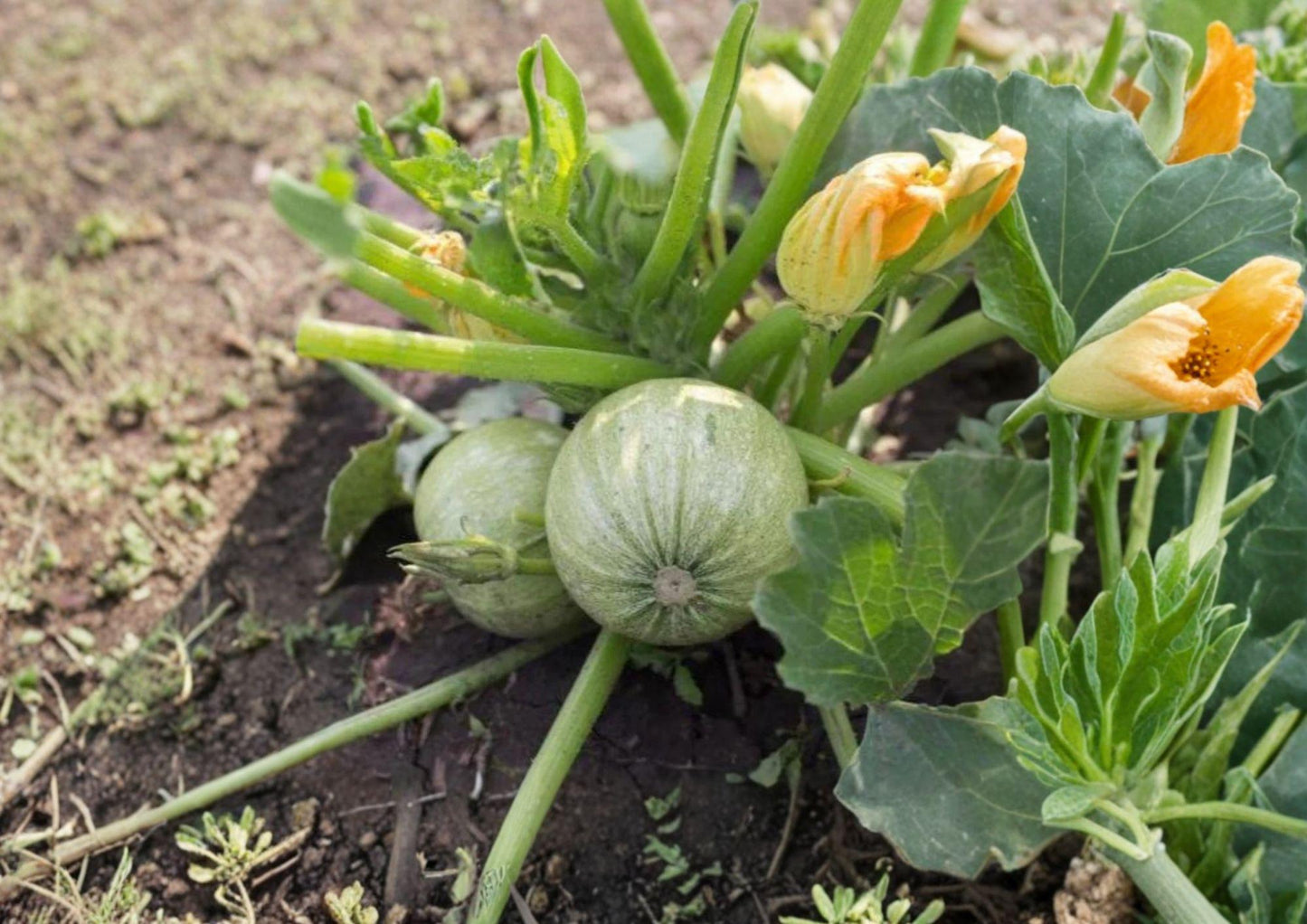 Round Zucchini Heirloom Seeds - 10 Tender Green Ball Squash - Cucurbita pepo - Organic Gardening Supplies
