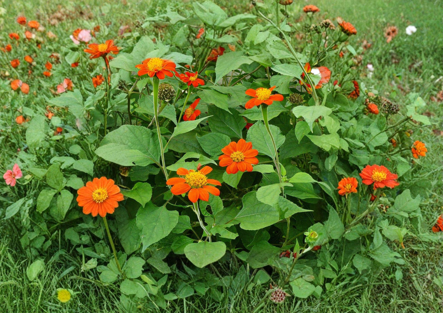 Tithonia Rotundifolia Mexican Sunflower Seeds - 50 Bright Orange Heat Tolerant Seeds for Pollinator Gardens - Non-GMO