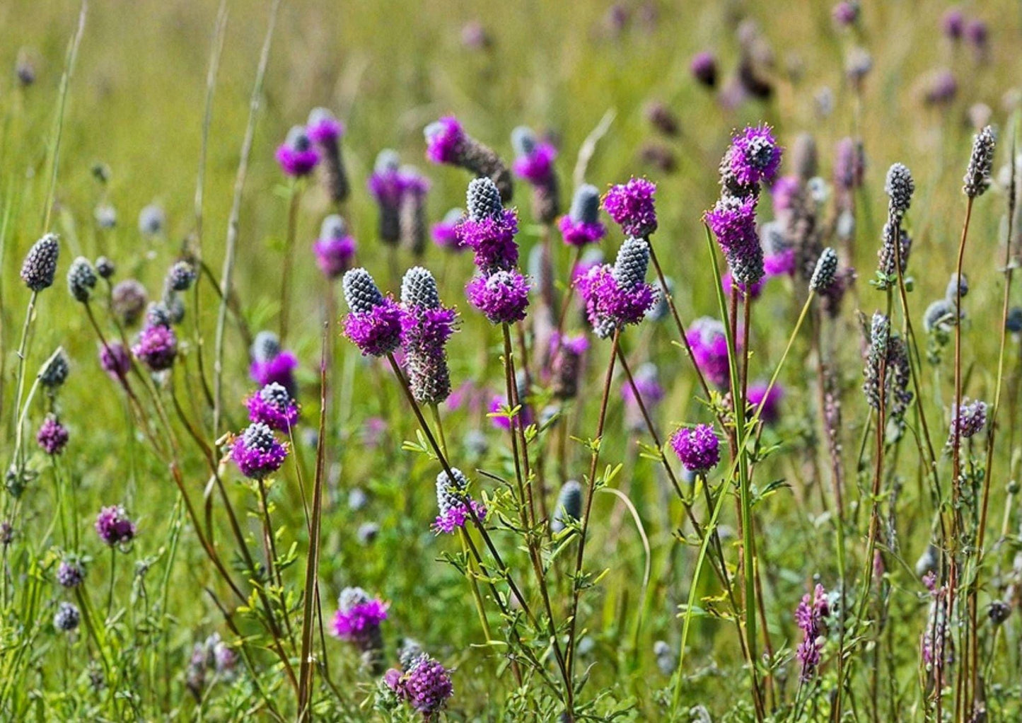 Purple Prairie Clover Seeds - 1000 Count - Dalea Purpurea - Native Perennial Wildflower for Pollinators and Prairie Gardens