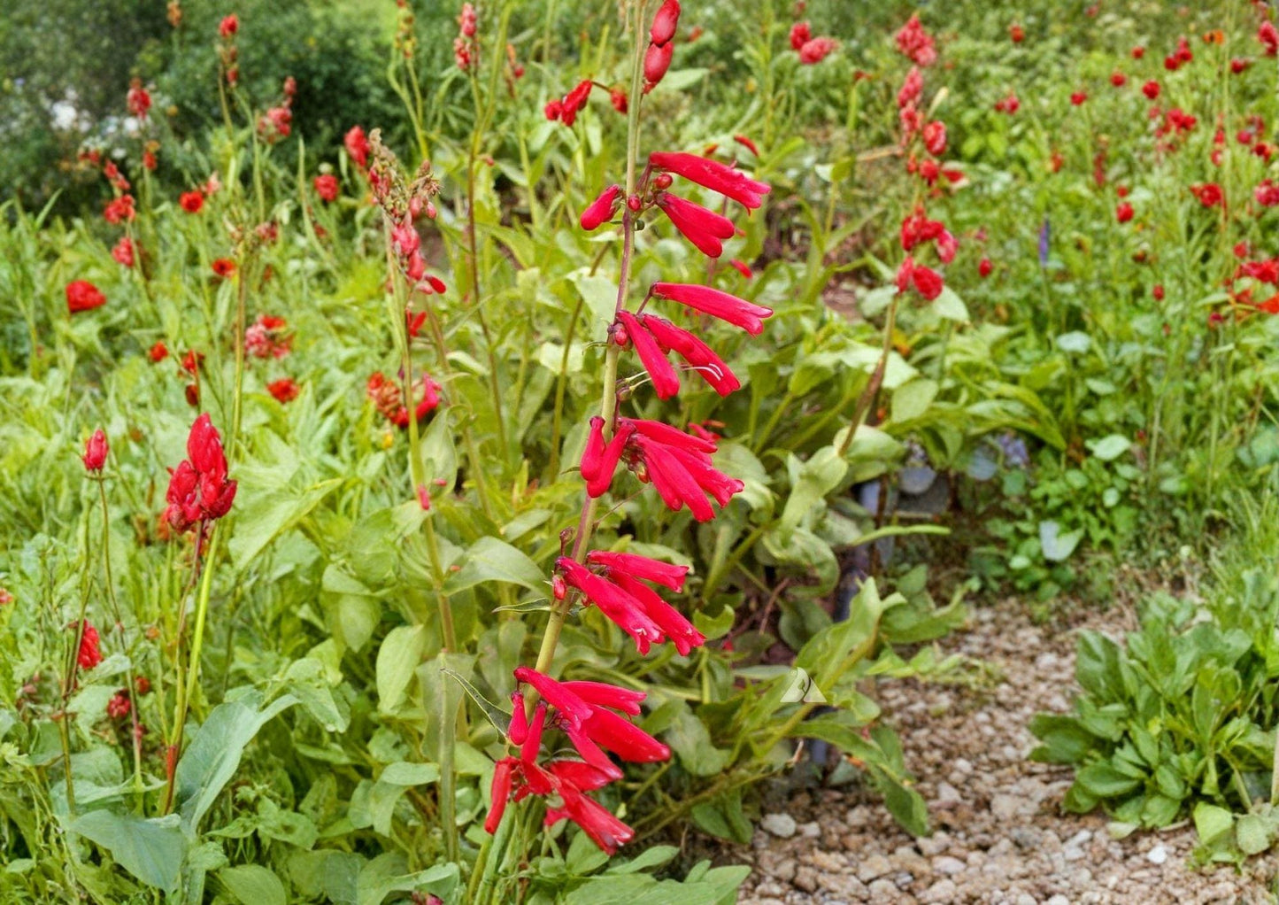 Penstemon Seeds 300 Count Firecracker Penstemon Red Hummingbird Perennial Wildflower for Pollinator Desert Gardens