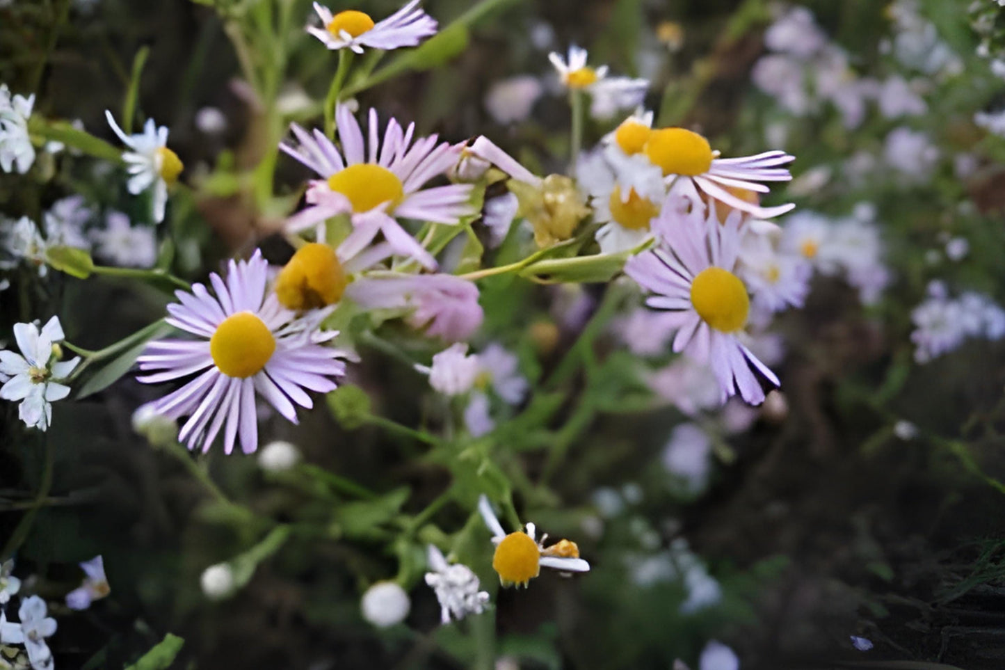 Decurrent False Aster Seeds - 500 Pack Boltonia decurrens - Native Wildflower for Prairie Gardens & Pollinator Habitats