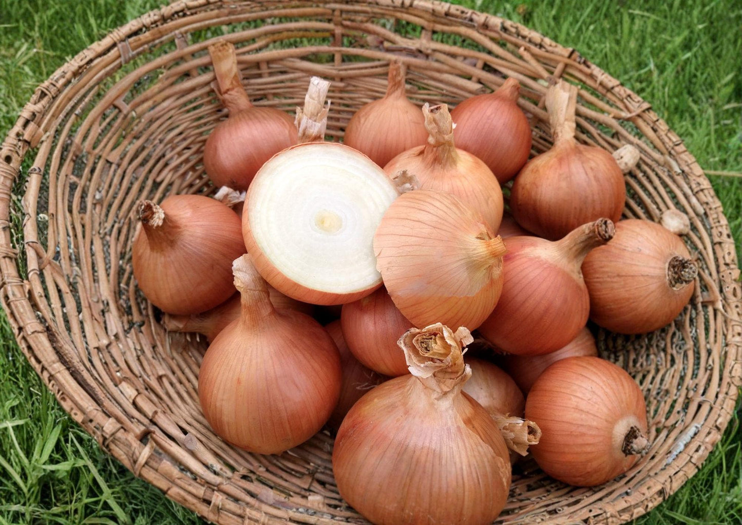 Sweet Spanish Colorado #6 Onion Seeds - Heirloom Vegetable Seeds for Garden (50 Seeds) - Allium cepa