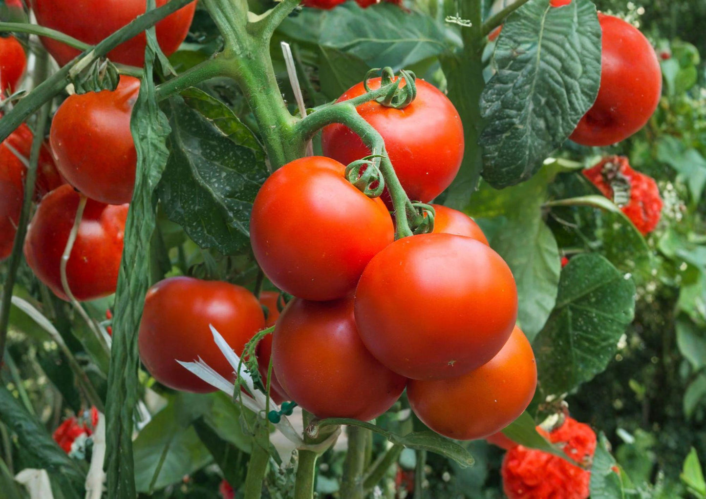 Super Sioux Tomato Seeds - Heirloom Red Slicing Variety - Heat Tolerant - Fast Growing - Solanum lycopersicum