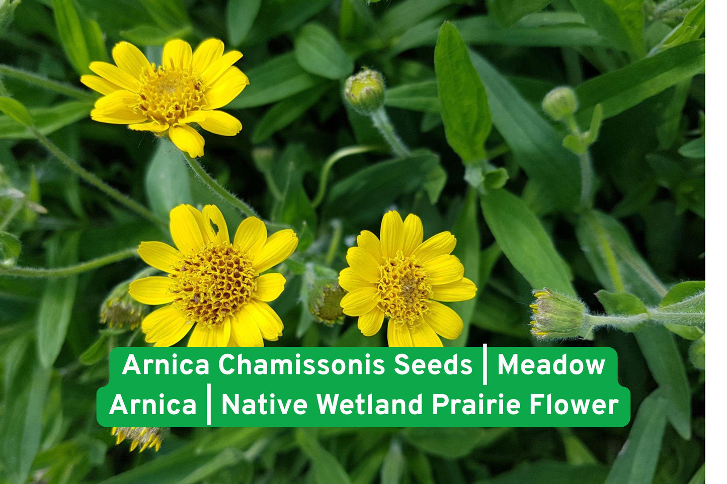 Meadow Arnica Seeds | Native Wetland Prairie Flower | Arnica chamissonis | Pollinator Friendly, Low Maintenance Wildflower