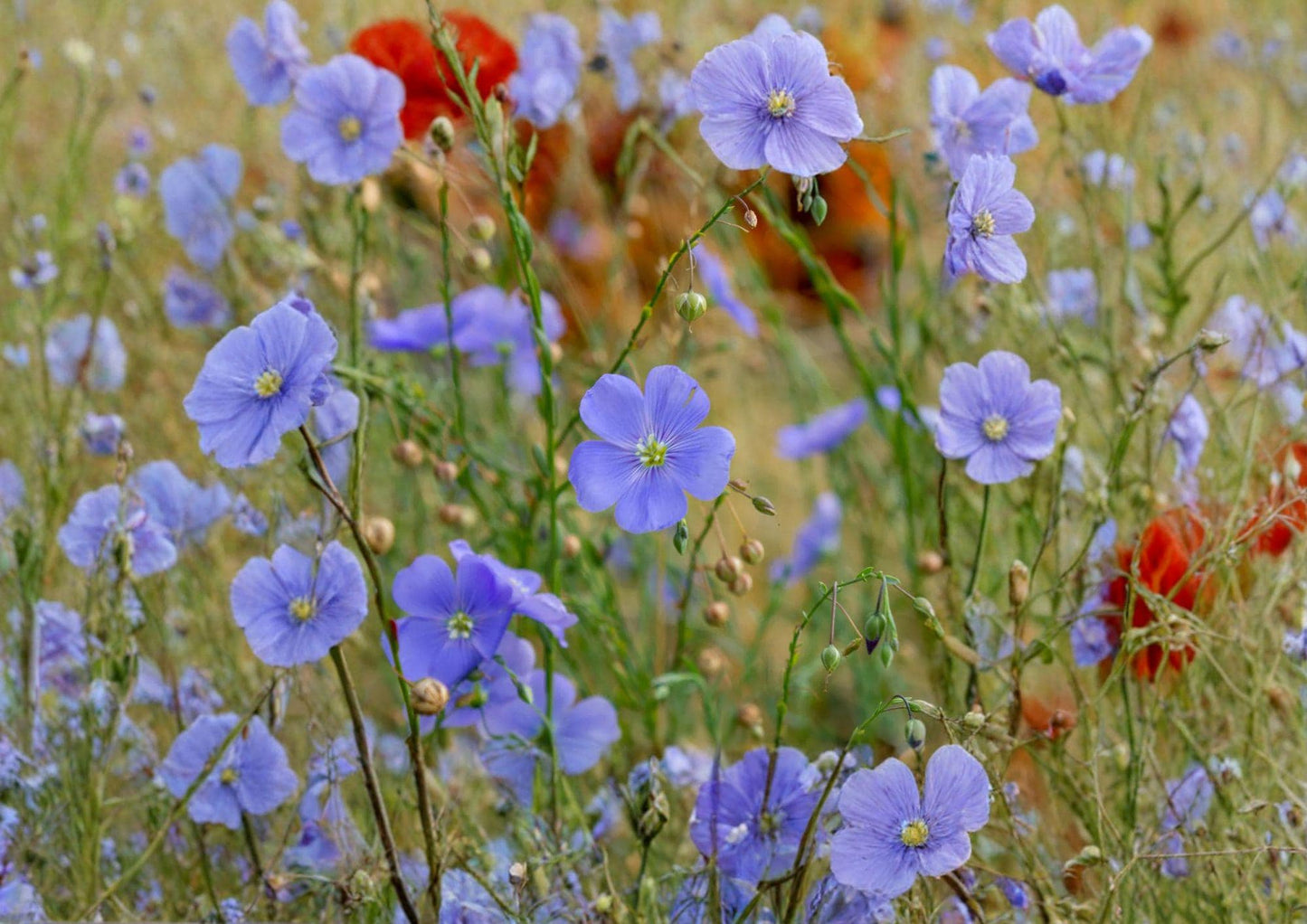 Flax Seeds 200 Count - Blue Flowering Pollinator Plant, Edible Seeds, Fiber Plant - Linum Usitatissimum
