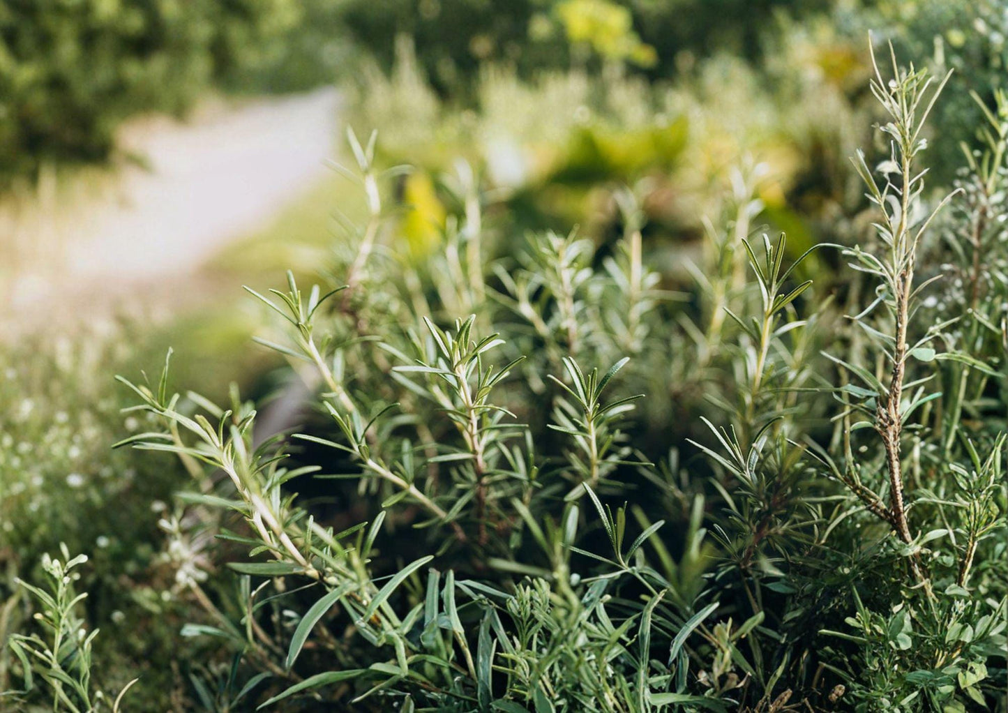 Heirloom Rosemary Herb Seeds - 50 Aromatic Evergreen Culinary Seeds - Rosmarinus officinalis