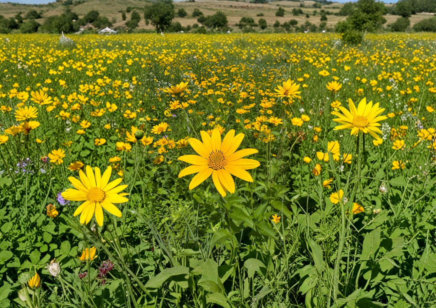 Heliopsis Helianthoides Seeds - 100 Non-GMO Yellow Daisy Perennial Blooms for Garden Planting