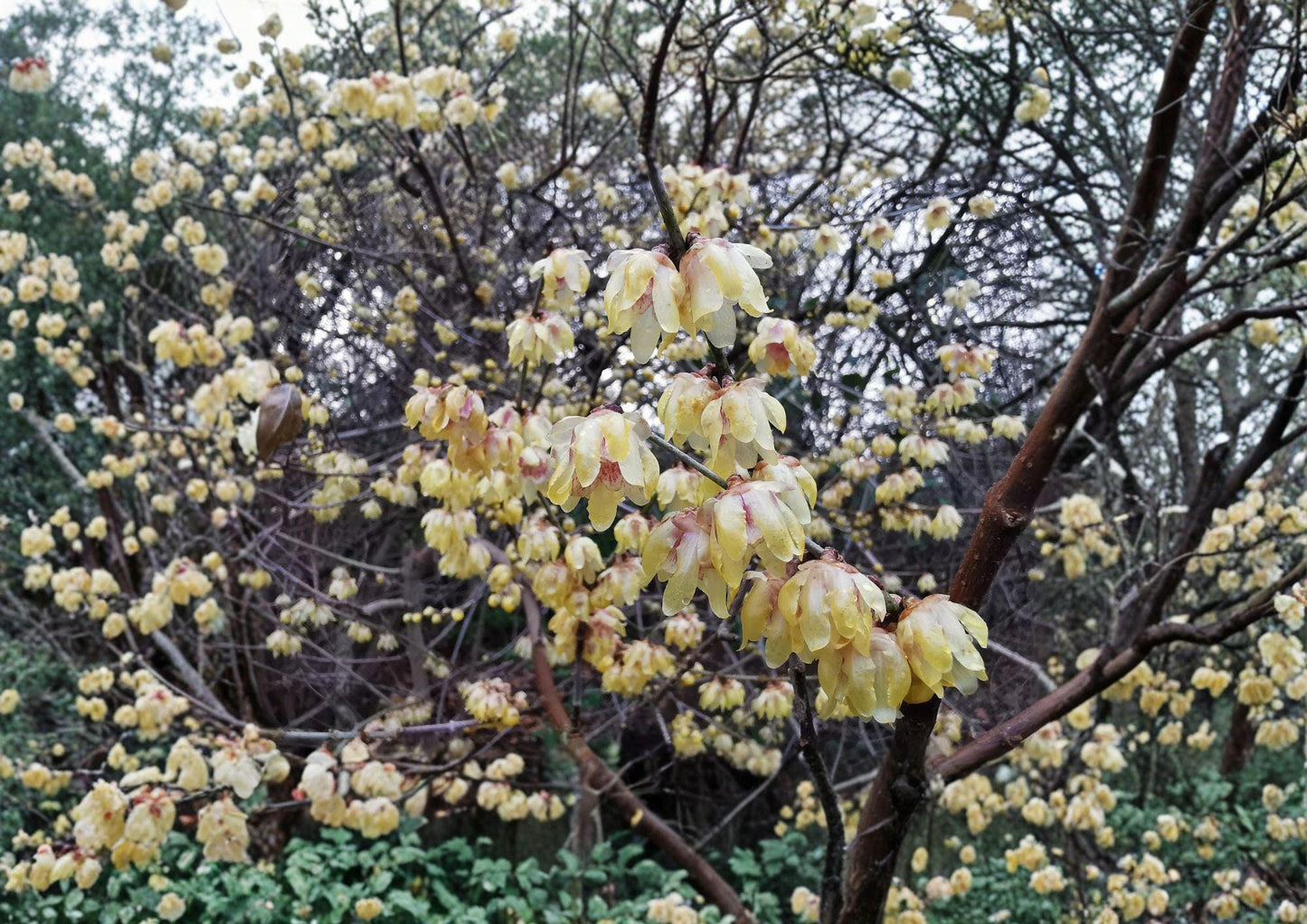Wintersweet Seeds – Fragrant Yellow Blooms, Easy to Grow Ornamental Tree Plant - Chimonanthus praecox