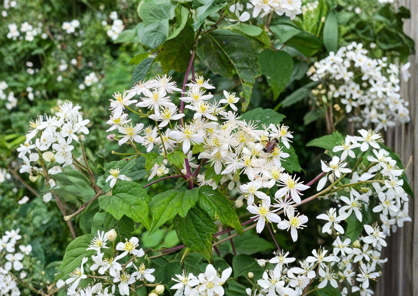 Clematis Virginiana Seeds - 50 Climbing Vine Seeds, White Fragrant Blooms, Easy to Grow Native Plant