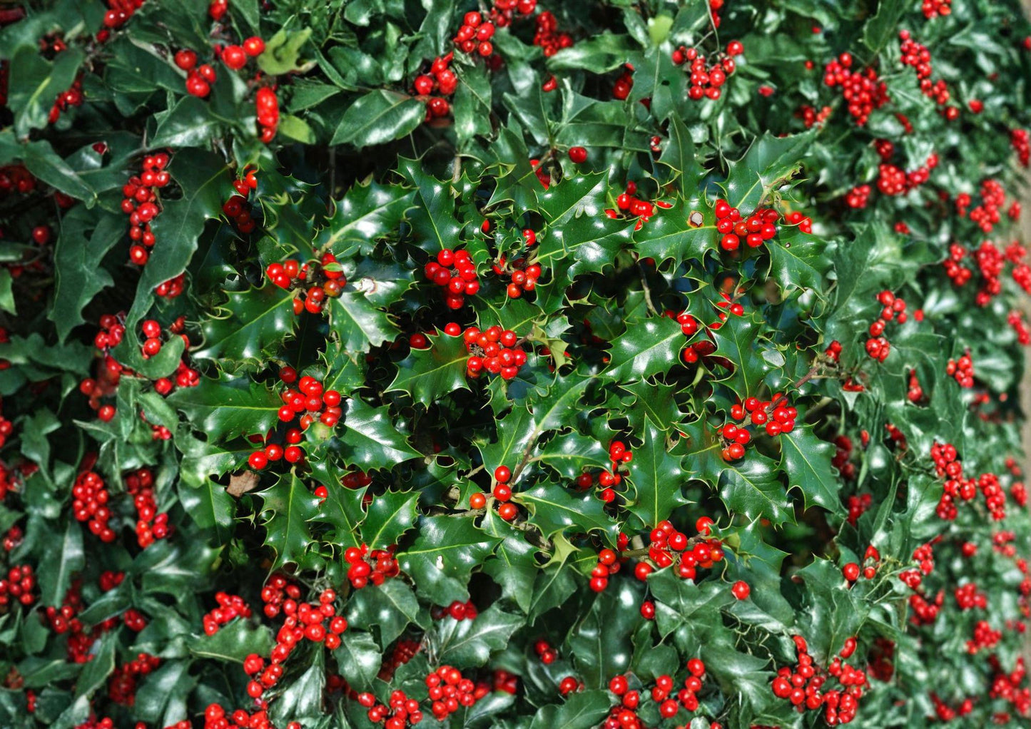 English Holly Seeds - 10 Ilex Aquifolium Red Berry Evergreen Seeds - Easy to Grow Gardening Supplies