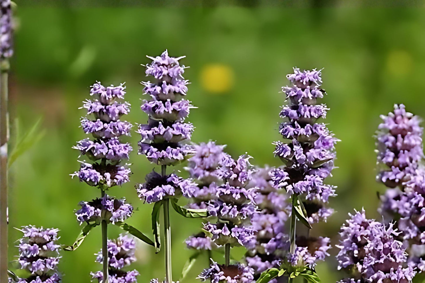 Downy Wood Mint Seeds - 300 Count - Fragrant Lavender Wildflower - Blephilia ciliata - Native Pollinator-Friendly Garden Plant