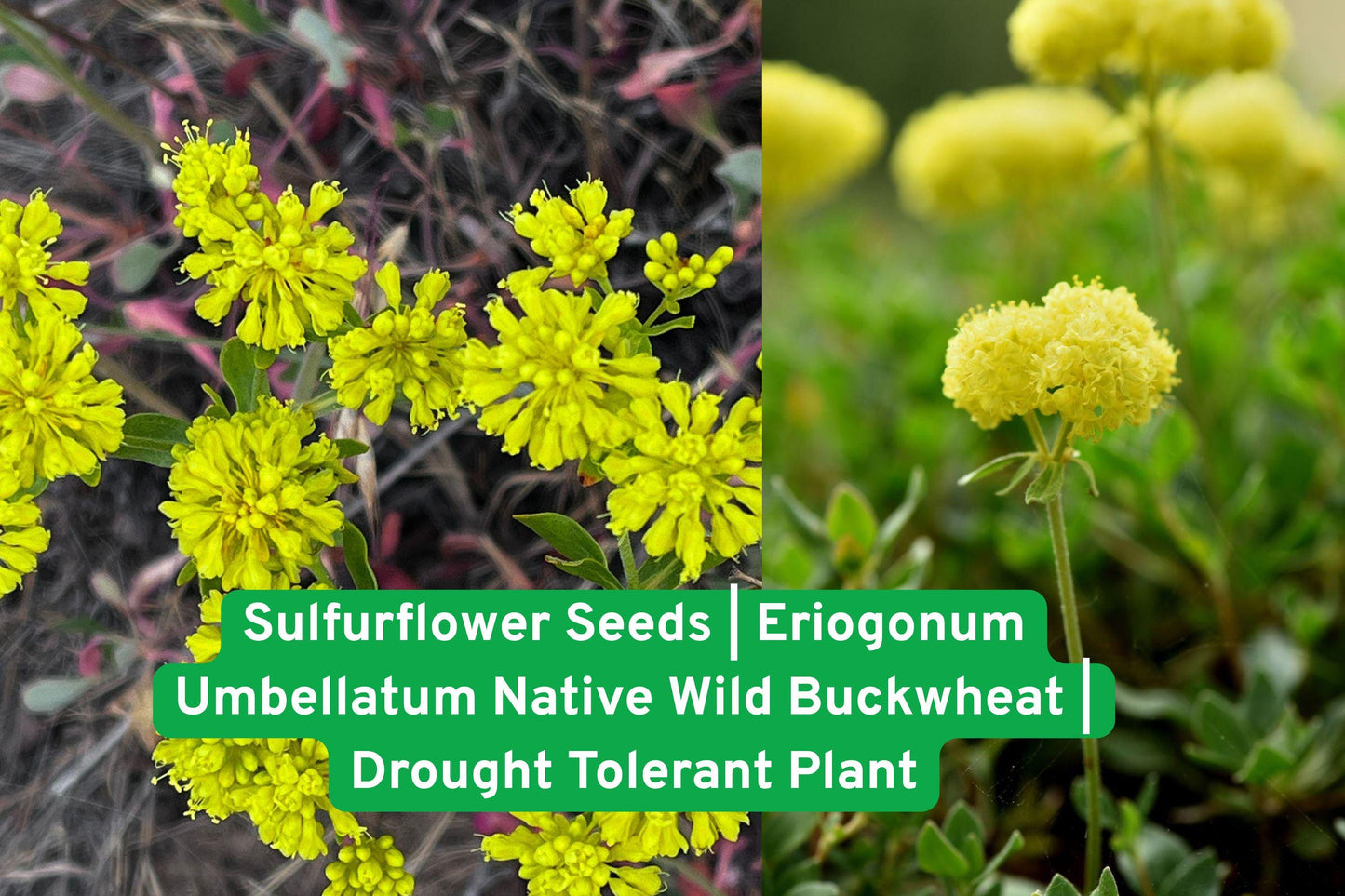 Sulfurflower Seeds | Eriogonum Umbellatum | Drought Tolerant Native Wildflower | Pollinator Friendly Plant