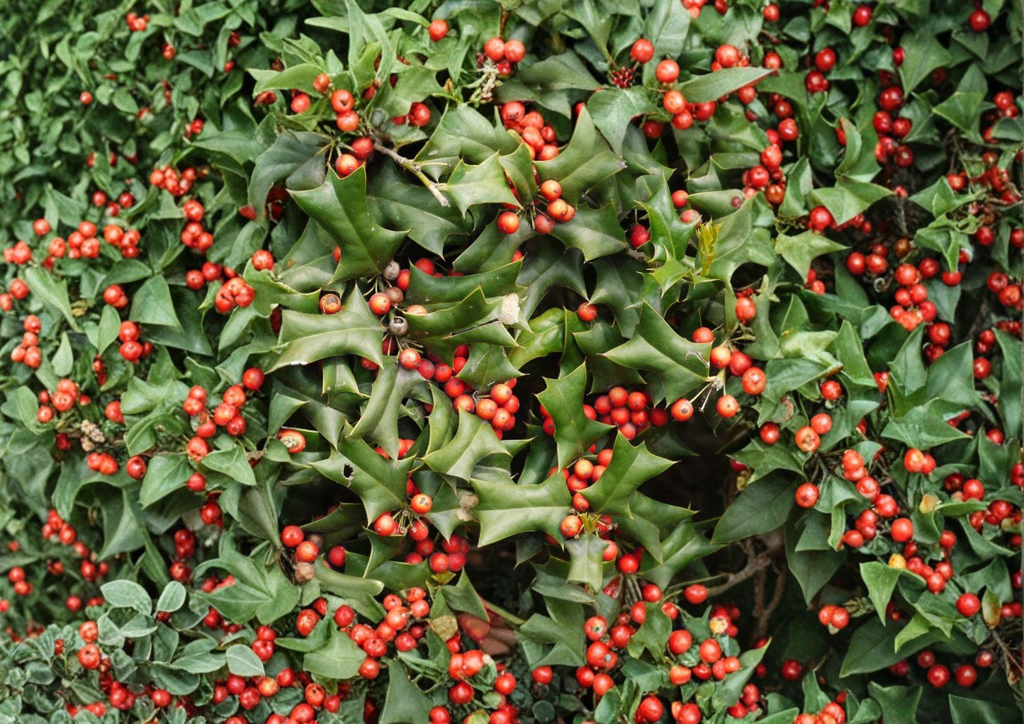 Chinese Holly Seeds - Evergreen Spiny Leaves, Red Berries - Ilex cornuta - Bloom Haven Nursery