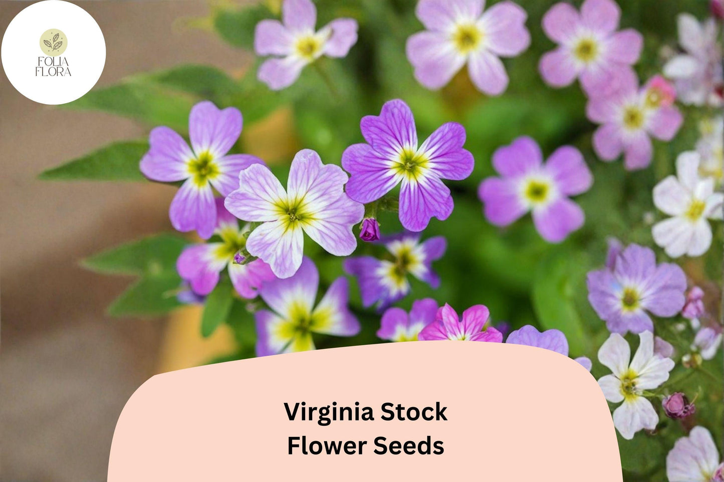 Virginia Stock Seeds – 100 Seeds, Fragrant Annual Flower in Pink, Purple, White | Malcolmia maritima for Garden Borders & Beds