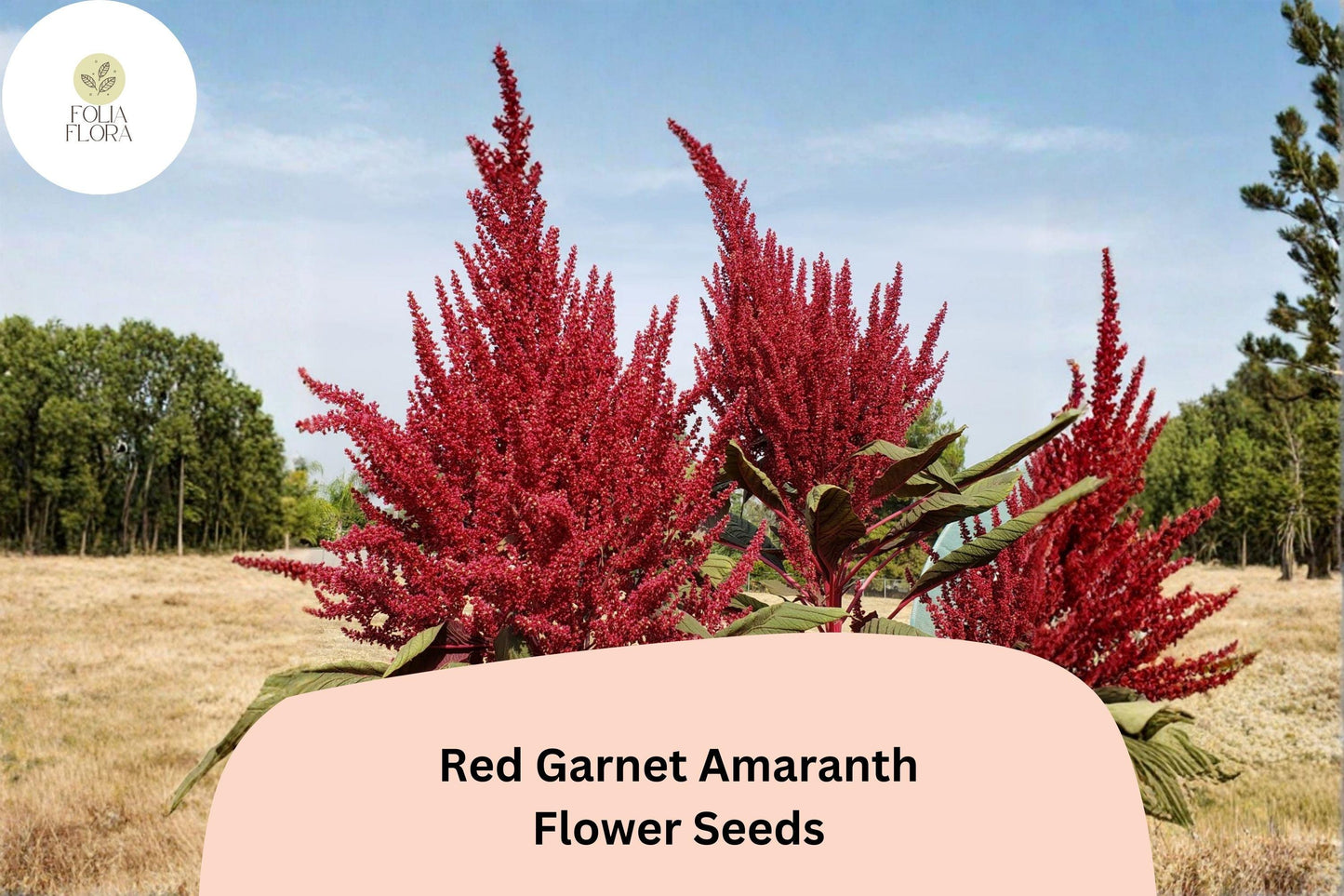 Red Garnet Amaranth Seeds - 100 Count - Ornamental Red/Burgundy Foliage - Amaranthus tricolor - Easy to Grow Annual for Gardens
