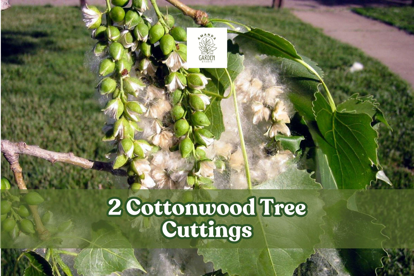 2 Cottonwood Tree Cuttings – Fast Growing Shade Trees for Landscape – Populus deltoides – Hardy Green Foliage