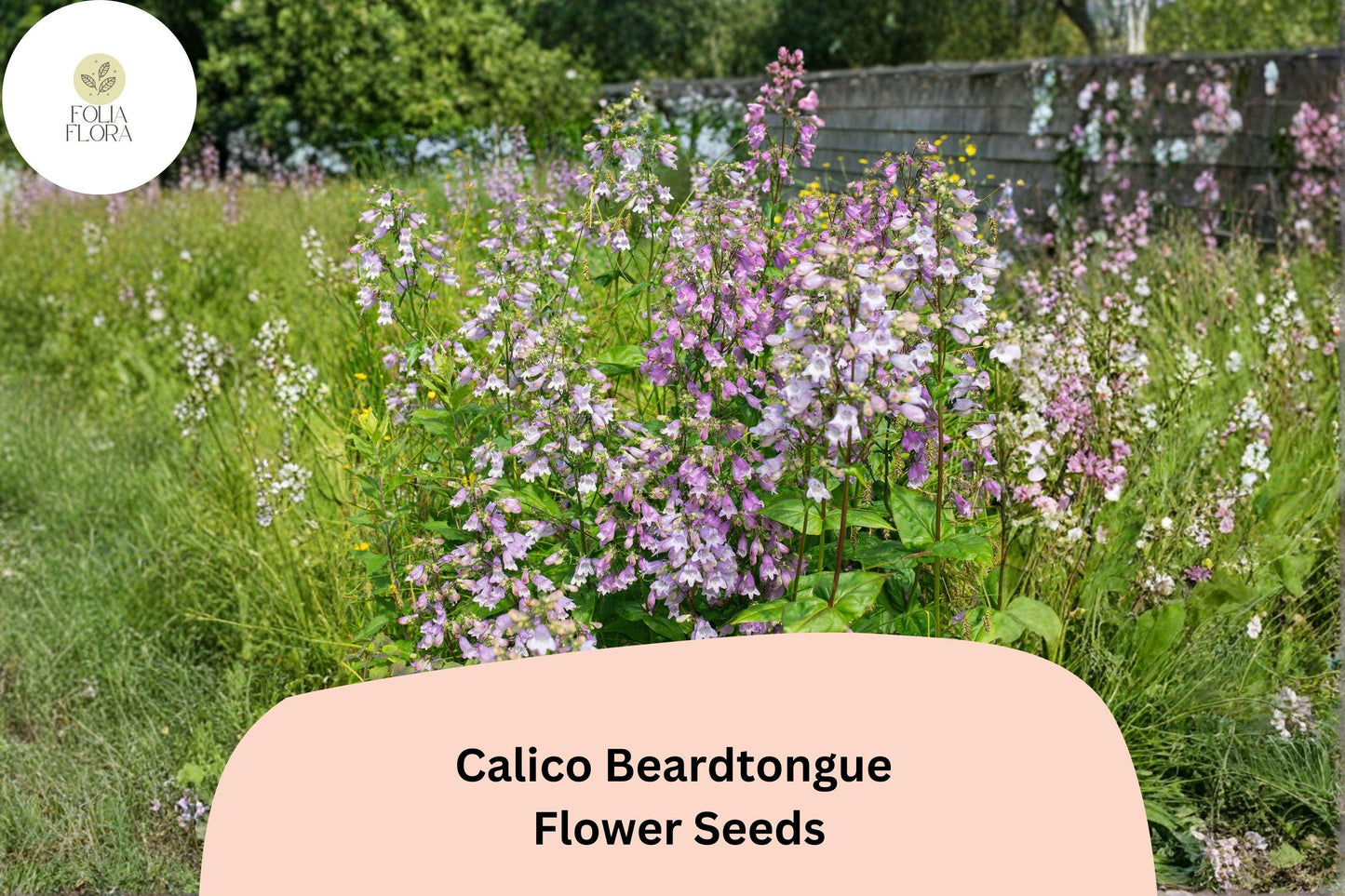 Calico Beardtongue Seeds - 100 Penstemon calycosus - Native Purple Wildflower for Pollinator Gardens and Prairie Plantings