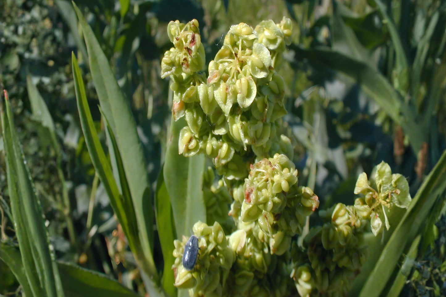 Pale Dock Seeds (100) | Hardy Native Plant with Green Flower Spikes | Rumex altissimus