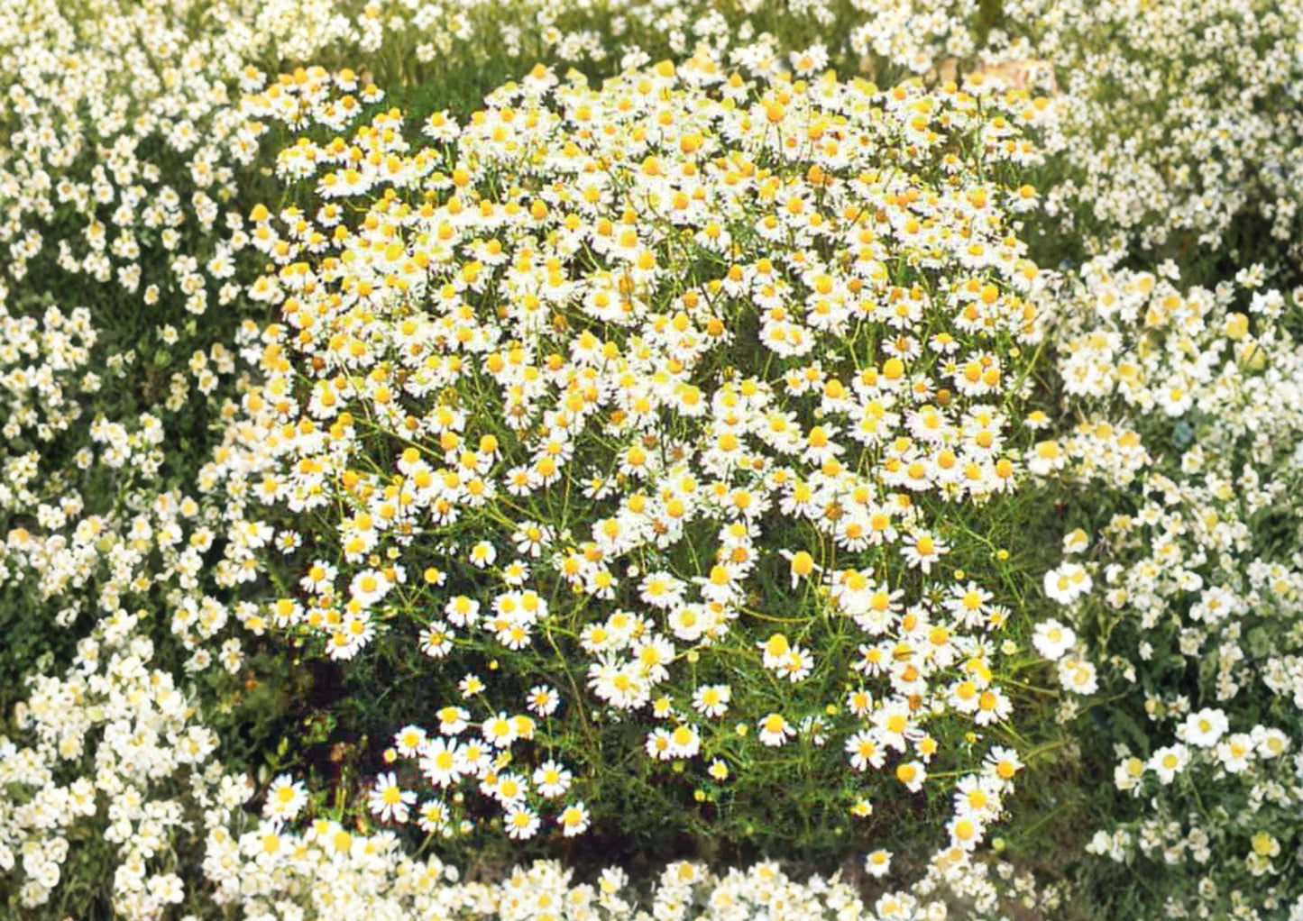 German Chamomile Seeds - 3000+ Heirloom Medicinal Herb - Fragrant Groundcover Annual Flower - Matricaria Chamomilla