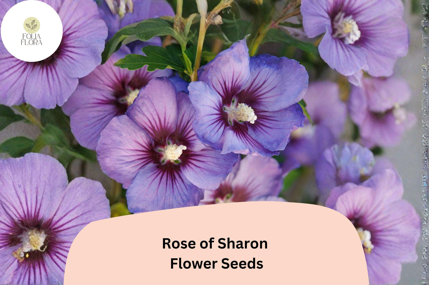 Rose of Sharon Seeds - 10 Pack Hibiscus Syriacus - Hardy Ornamental Shrub for Garden Borders and Landscape Planting