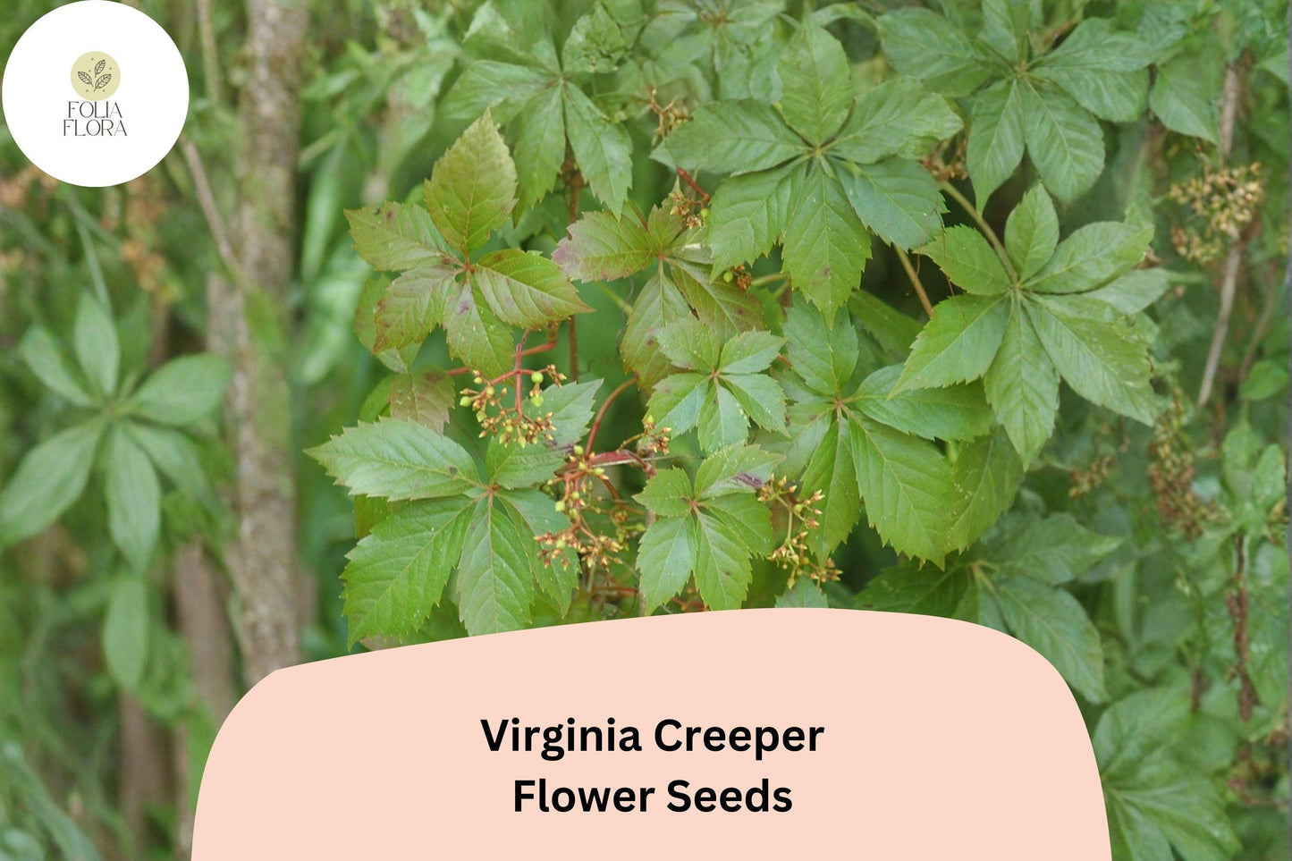 Virginia Creeper Seeds - 10 Pack Parthenocissus quinquefolia | Fast-Growing Ornamental Climbing Vine for Garden & Trellis