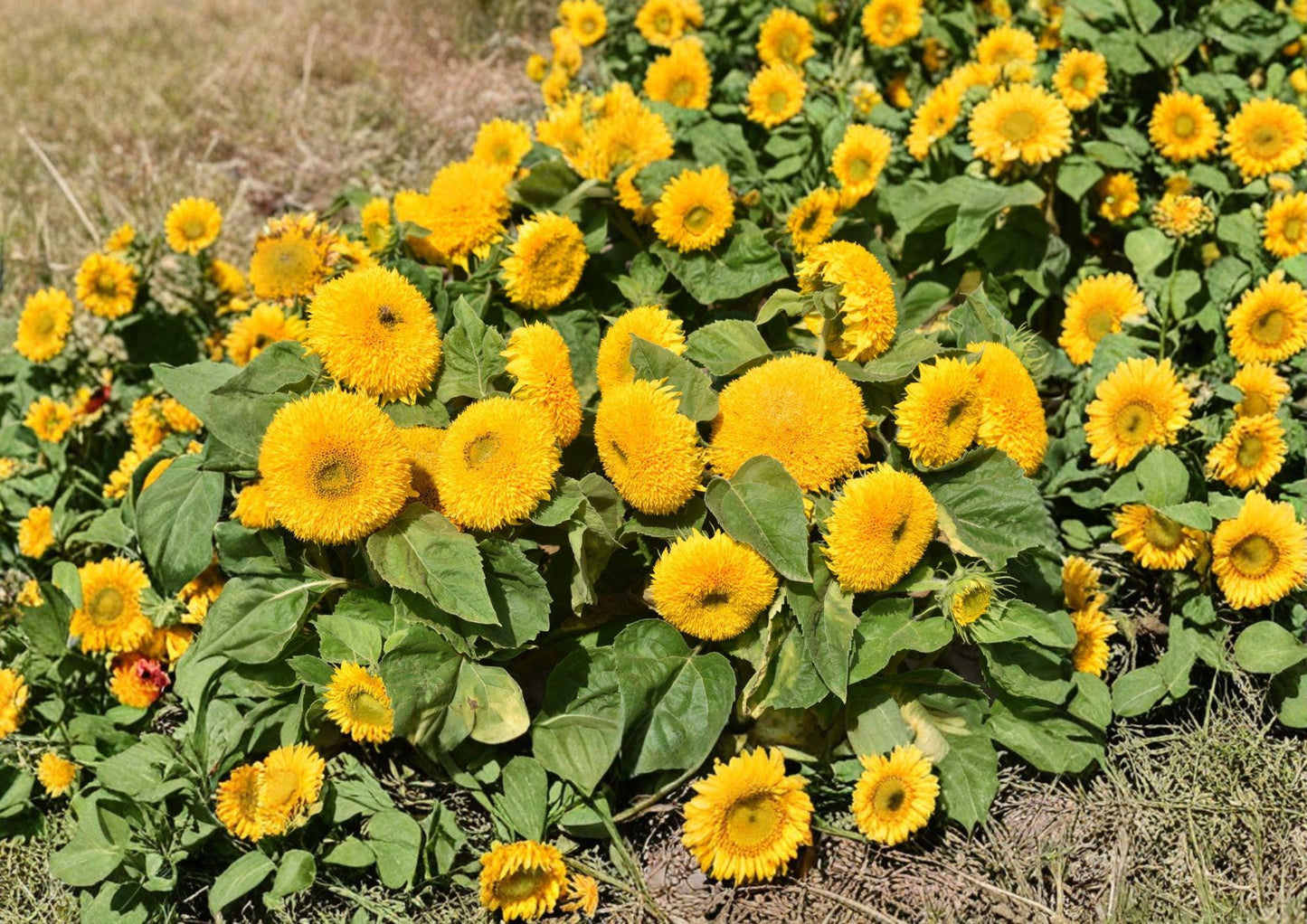 Teddy Bear Dwarf Sunflower Seeds – Double Golden Bloom Compact Garden Flowers – Helianthus annuus