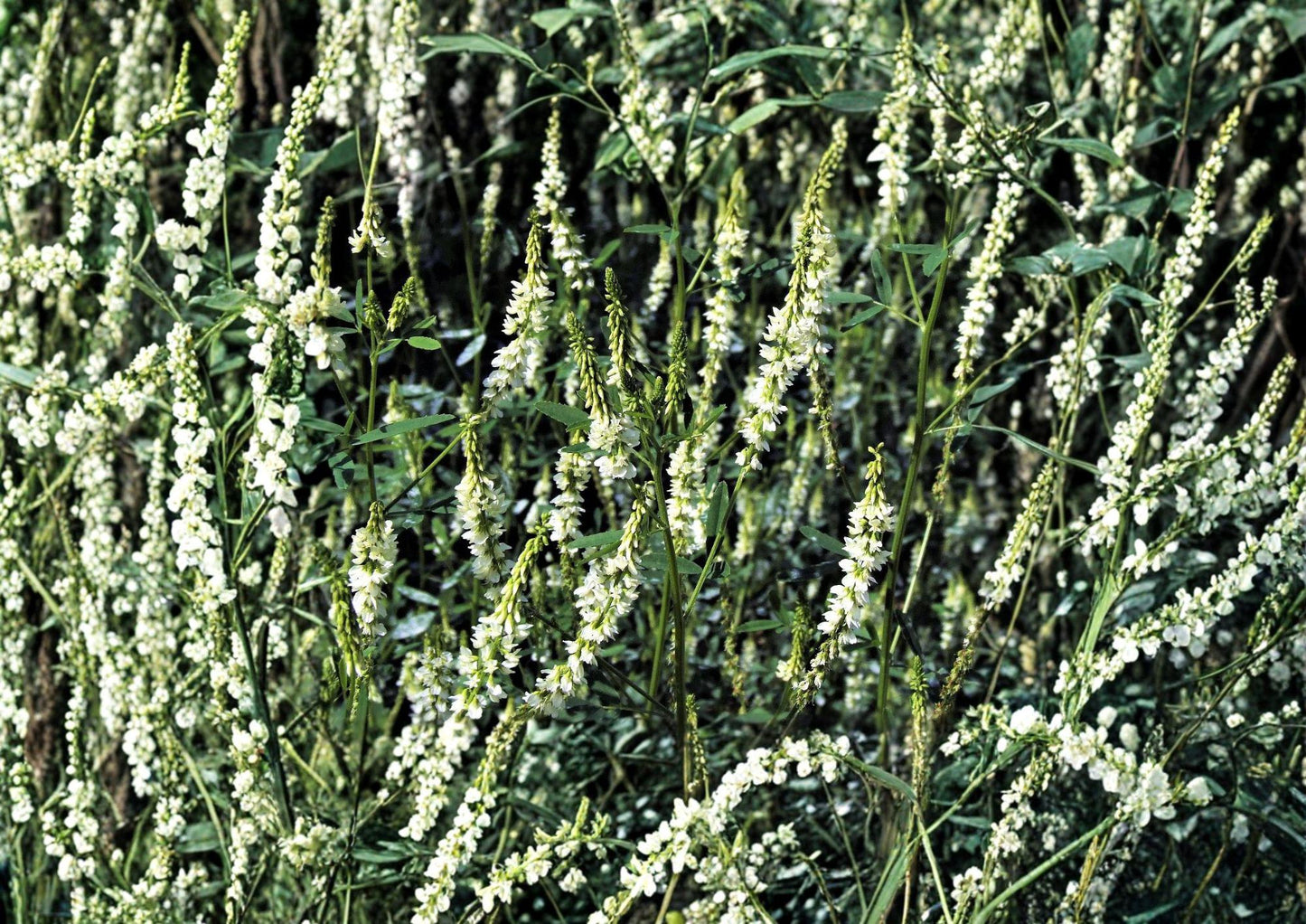 White Sweet Clover Seeds – Fast Growing Fragrant Cover Crop for Meadows – Melilotus alba