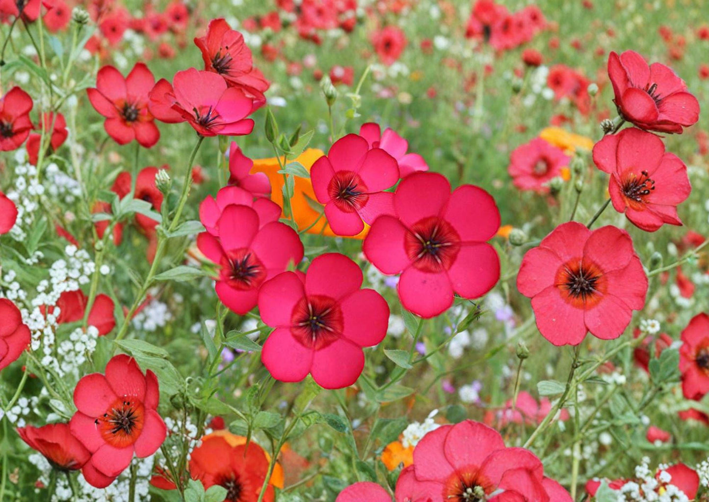 Scarlet Flax Seeds 100 Count - Brilliant Red Annual Flower Garden Blooms - Linum usitatissimum