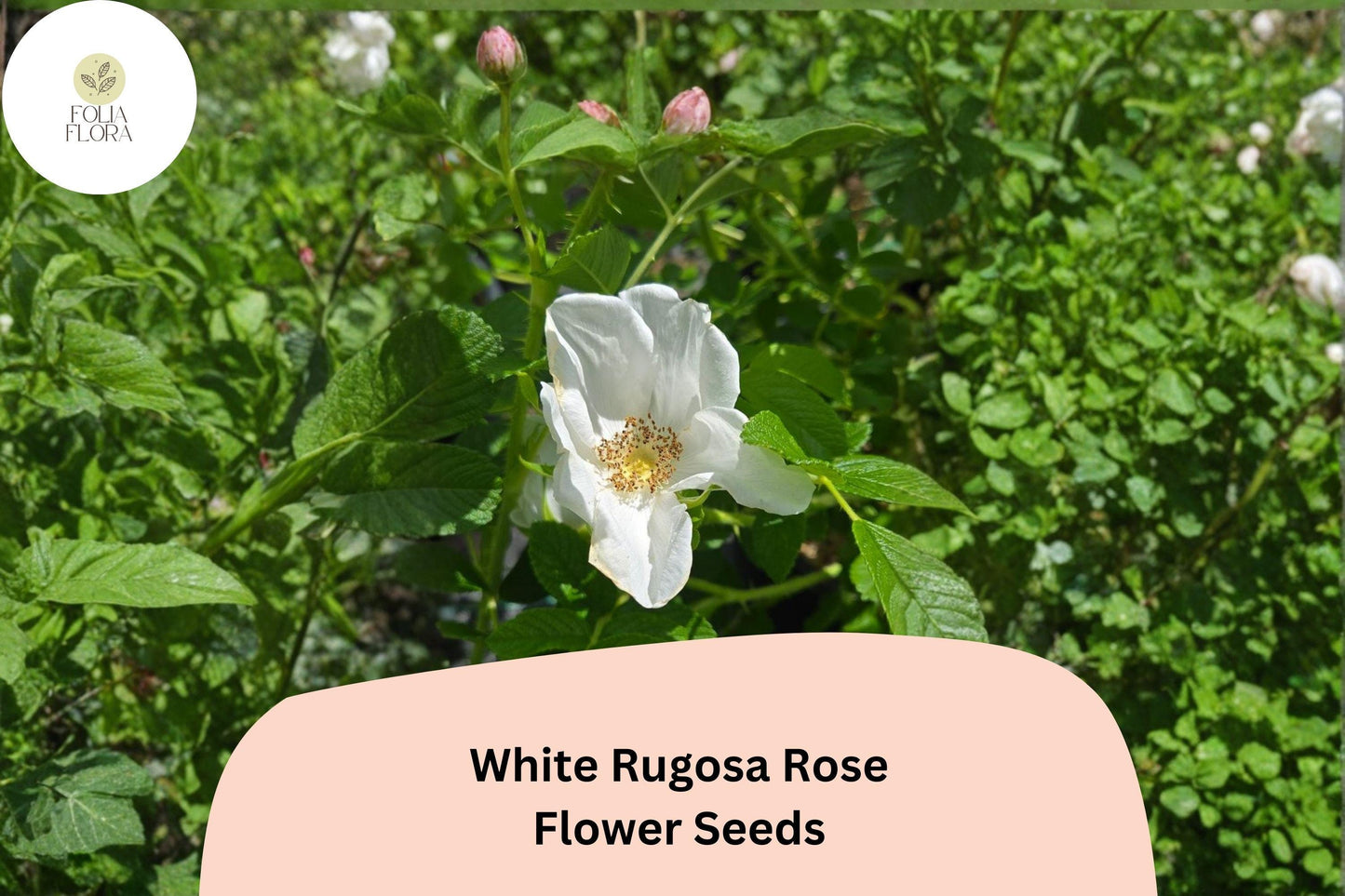 White Rugosa Rose Seeds - 25 Hardy Fragrant White Blooms - Rosa rugosa ‘Alba’ - Ideal for Garden Borders & Landscaping