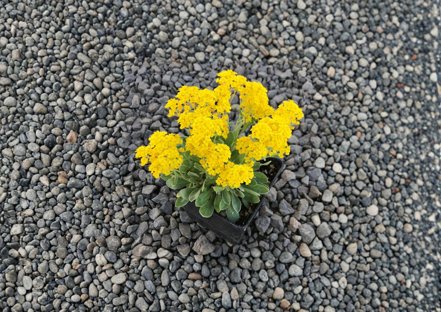 Basket of Gold Seeds - 100 Bright Yellow Flower Seeds for Rock Gardens - Fast Growing (Aurinia saxatilis)