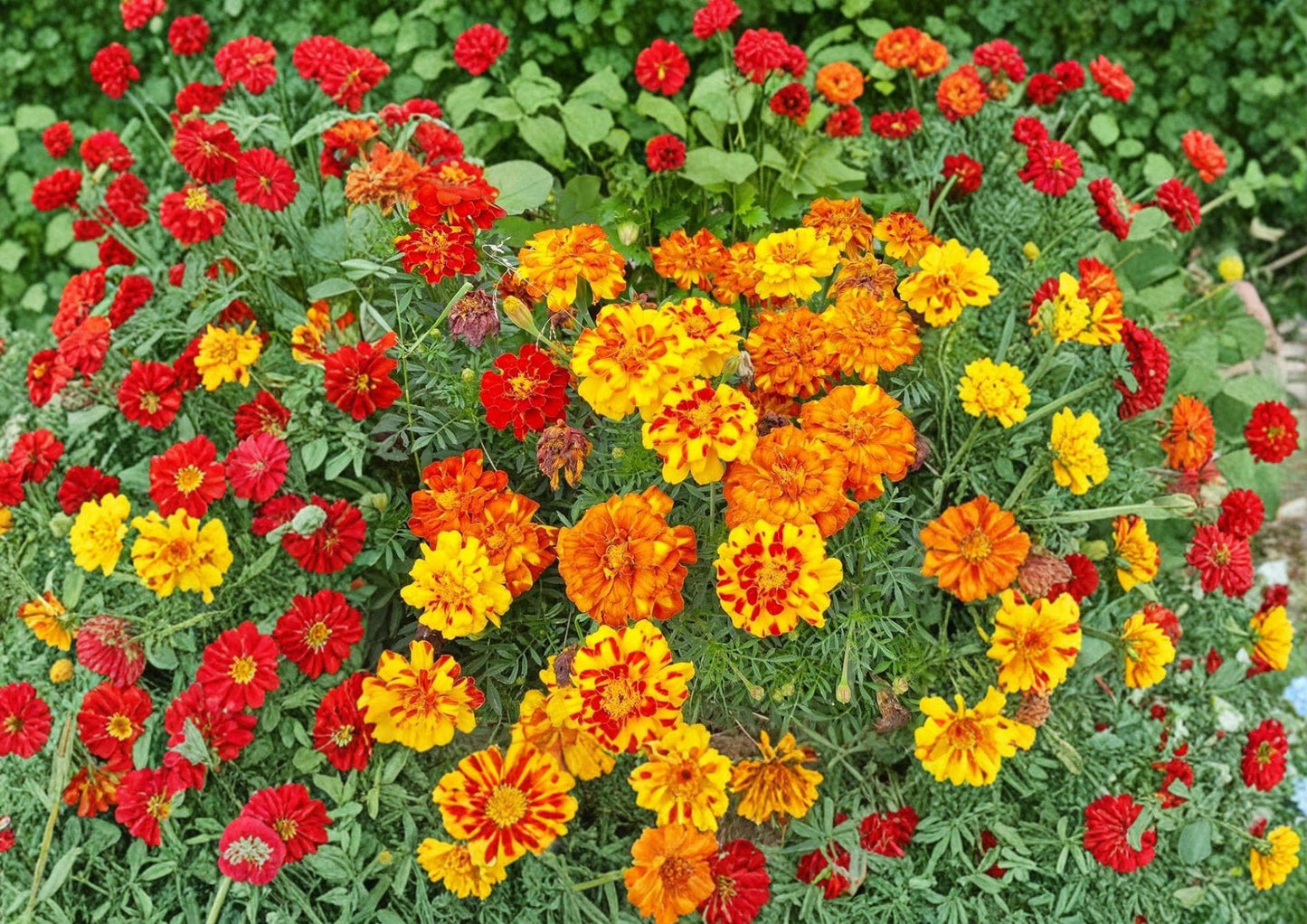French Marigold Seeds - Sparky Mixture - 100 Double Bloom Summer Flowers - Tagetes patula