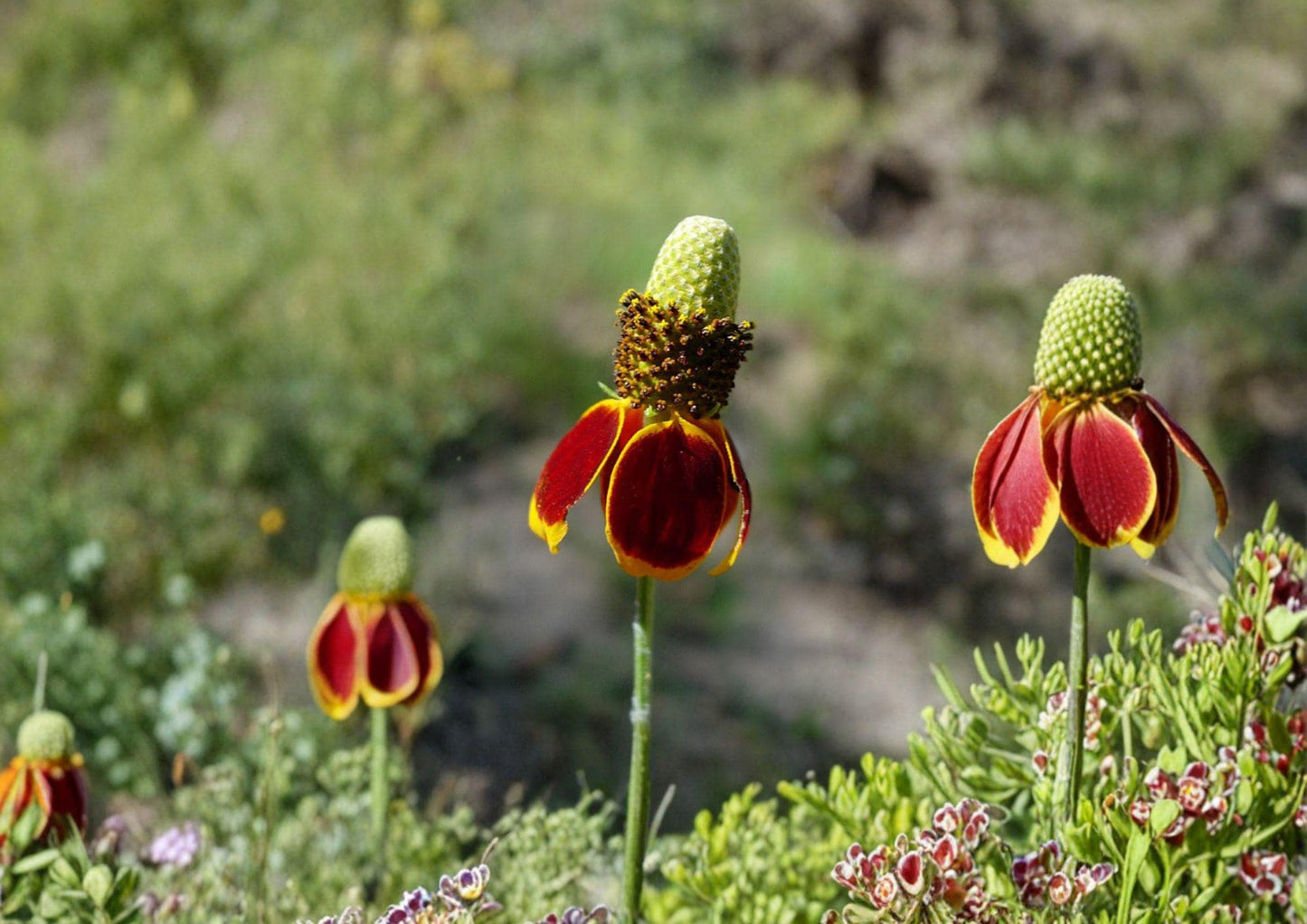 Prairie Coneflower Seeds - 100 Native Yellow Red Wildflower Seeds for Meadow Garden - Ratibida Columnifera