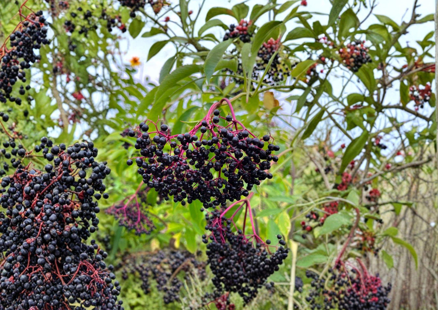 American Black Elderberry Tree Seeds - Hardy Fruit Bearing Shrub, White Flowers, Dark Berries - Sambucus nigra