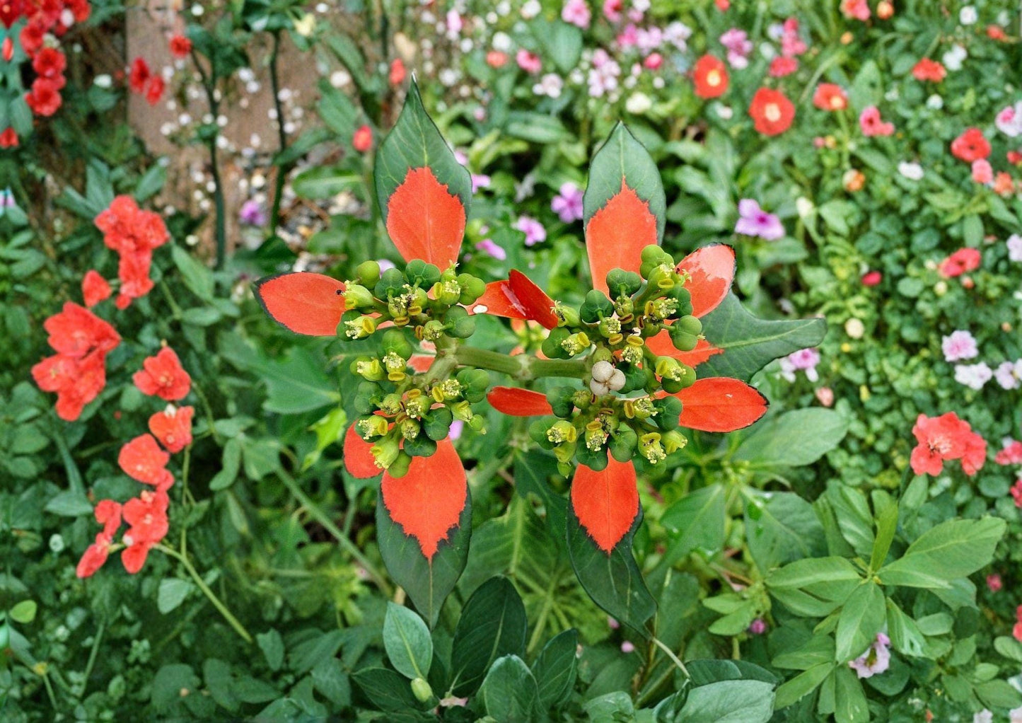 Euphorbia Cyathophora Seeds - Fire-on-the-Mountain Wildflower, Vibrant Red Foliage, Fresh Stock
