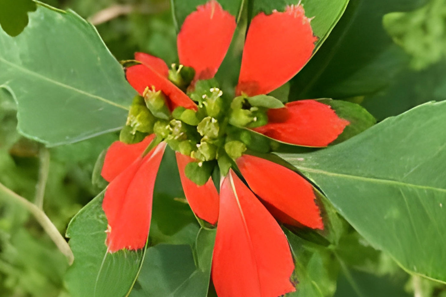 Fire-on-the-Mountain Seeds (10) | Euphorbia cyathophora | Variegated Red & Green Bracts | Heat Tolerant Annual for Gardens