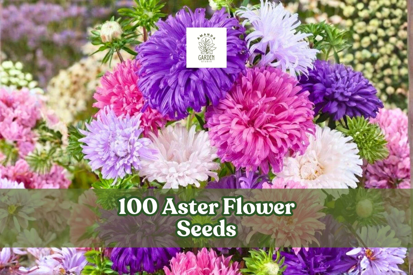Aster Flower Seeds - 100 Count Annual Cut Flower Mix - Pink, Purple, Mauve, White - Callistephus chinensis